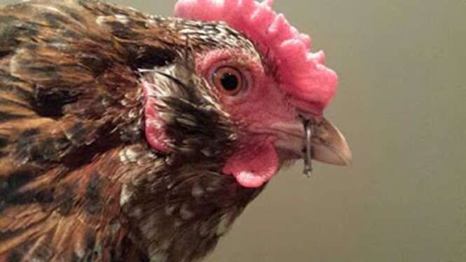 Homem é condenado por amarrar fio em galinhas para fazê-las ficarem de bico fechado