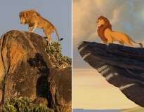 Fotógrafo captura momento incrível de leão sobre pedra que remete ao famoso clássico da Disney