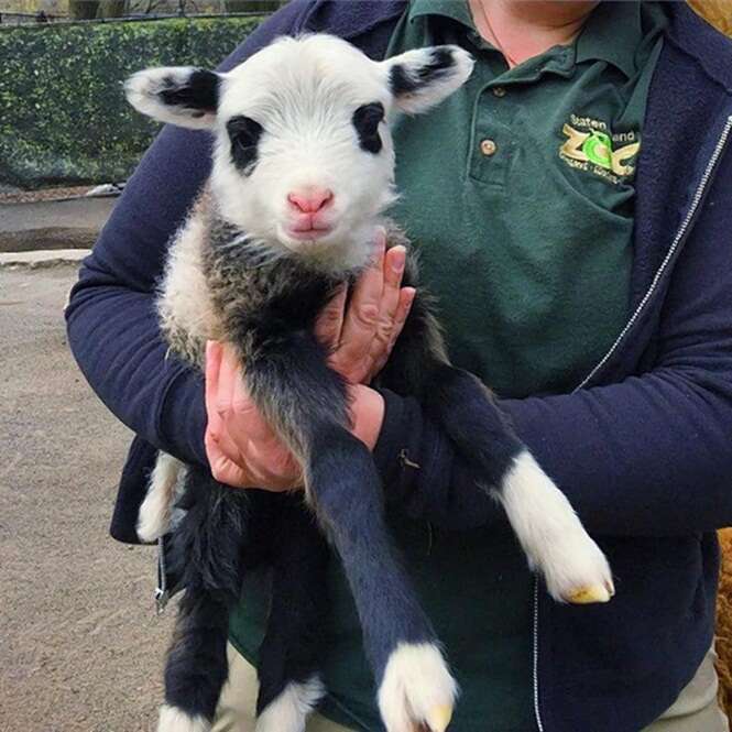 Ovelha nasce com rosto de Panda e chama atenção em zoológico 