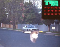 Pássaro salva motorista de levar multa ao tampar placa de veículo em foto de radar