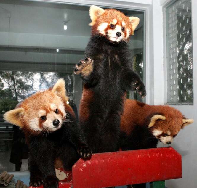 RED PANDAS