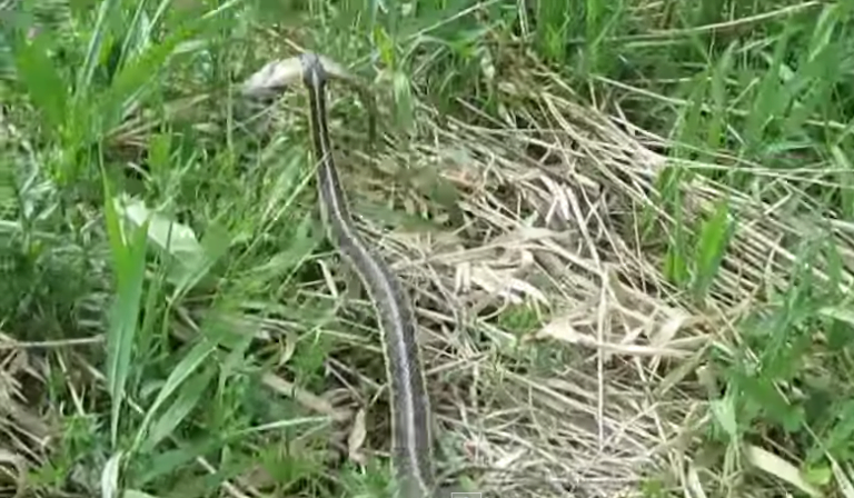 Menino persegue cobra que havia capturado peixe e leva animal aquático de volta a rio