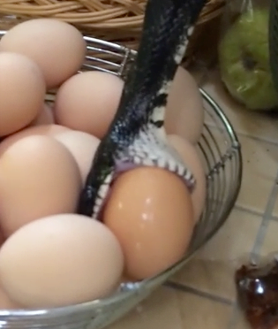Casal fica em choque ao encontrar cobra comendo ovo dentro de sua casa