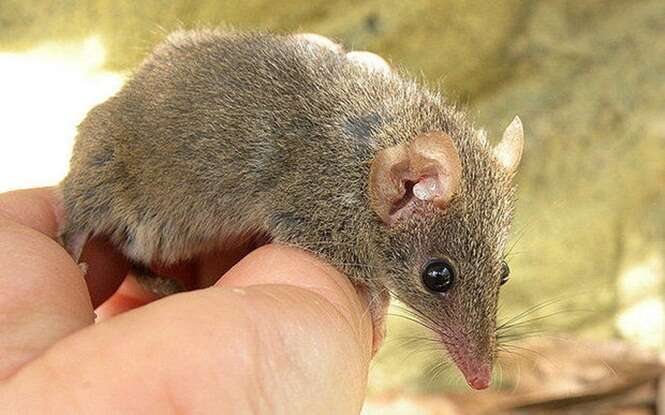 Cientistas descobrem novas espécies de ratos que morrem após maratona de sexo