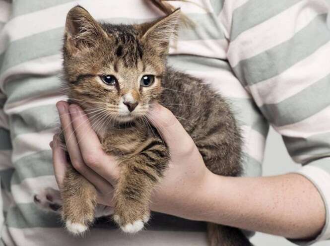 De acordo com pesquisa, gatos de estimação em casa fazem crianças terem baixo rendimento na escola