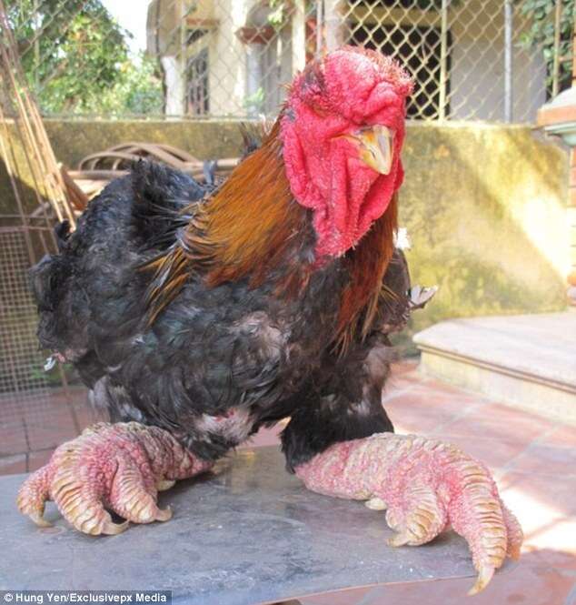Conheça a galinha mutante com patas extremamente grossas 