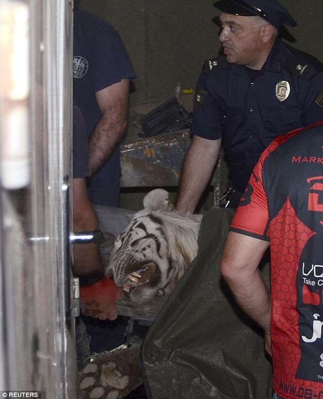 Forte chuva faz animais escaparem de zoológico Na Geórgia