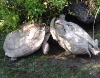 Vídeo impressionante mostra tartaruga ajudando companheira a se desvirar e imagens comovem internautas