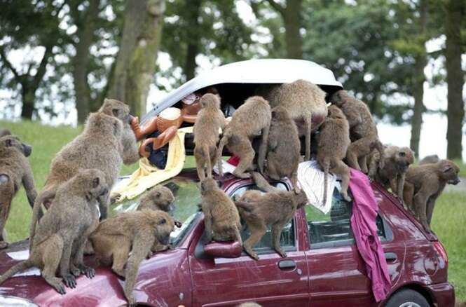 Animais mais desastrados do mundo