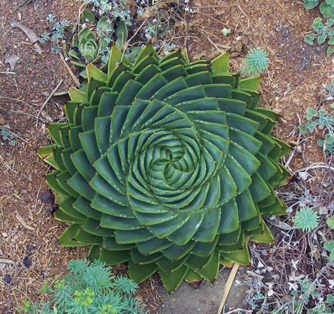 Plantas perfeitamente geométricas