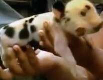 Porco nasce com duas cabeças e três olhos e chama atenção de moradores na Colômbia