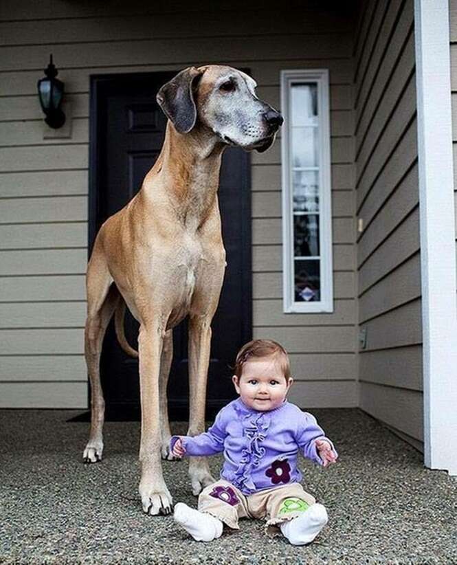Os maiores cães do mundo