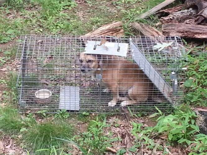 Mulher monta armadilha para capturar gambá e acaba capturando seu próprio cão