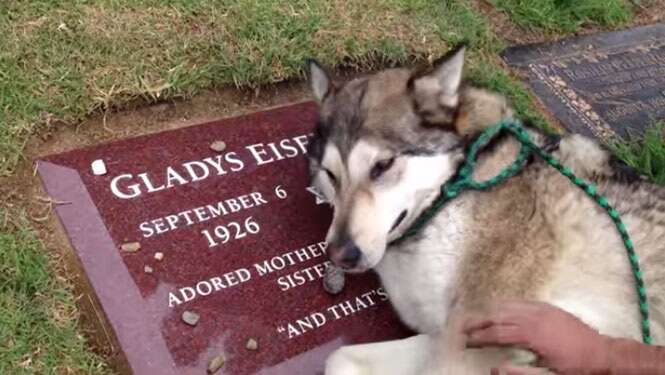 Vídeo mostra reação surpreendente de cão ao visitar túmulo de seu antigo dono