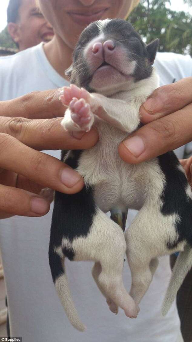 Cão nasce com dois corpos e oito patas