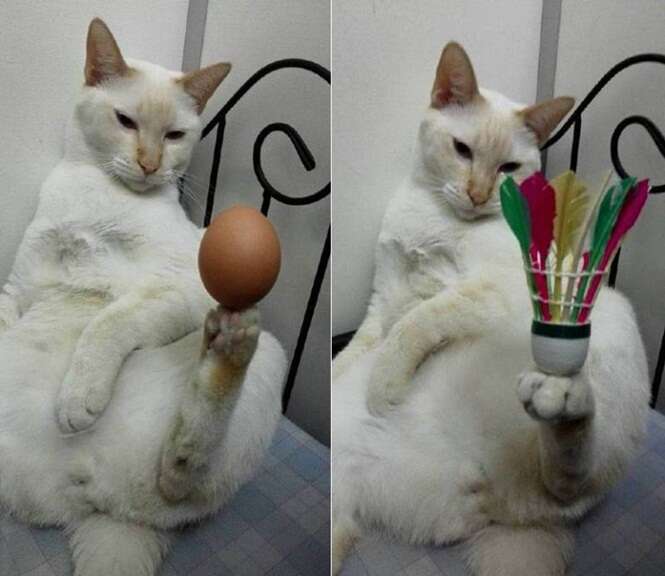 Gato equilibrista se torna sensação na internet