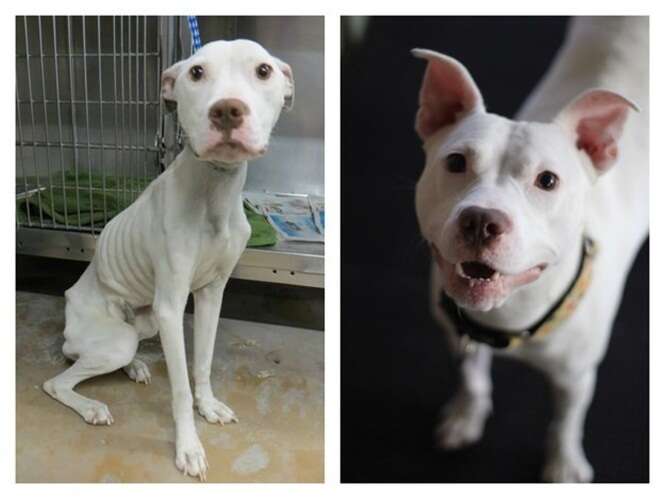 Imagens incríveis de cães antes e depois de serem resgatados em condições desumanas