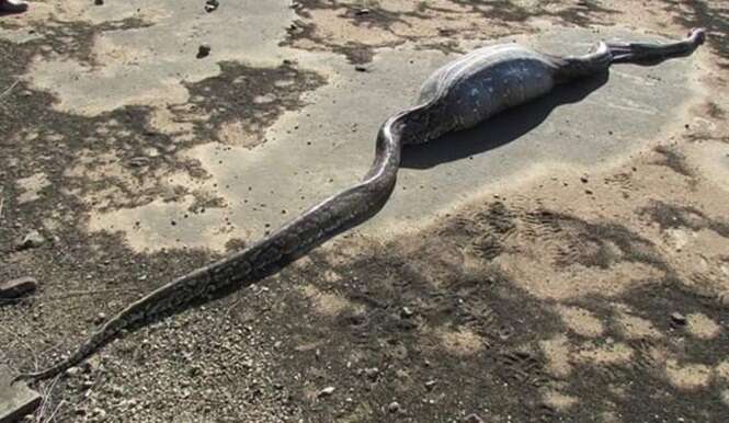 Cobra gigante se dá mal e morre após devorar porco-espinho
