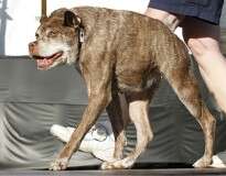Cão mais feio do mundo fatura prêmio de quase 5 mil reais em competição nos EUA