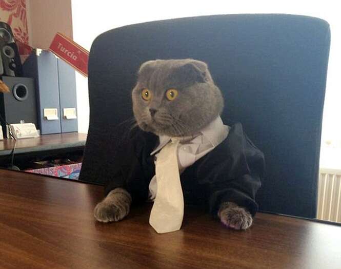 Company Hires Cat As Communication Director