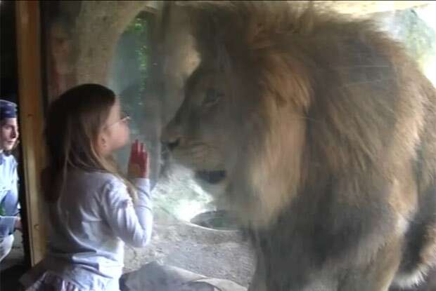 Vezes em que valeu a pena visitar um zoológico