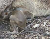Vídeo comovente mostra momento em que filhote de canguru tenta mamar em sua mãe morta