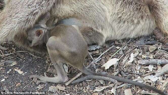 Vídeo comovente mostra momento em que filhote de canguru tenta mamar em sua mãe morta