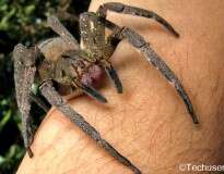 Picada de aranha comum no Brasil pode substituir o Viagra, afirma estudo