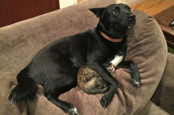 Cão é flagrado protegendo gatinho de sons de trovão e relâmpago e imagem repercute na internet