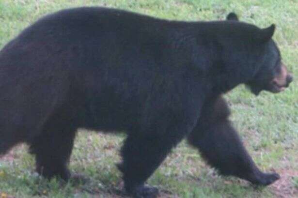 Urso invade padaria e come 38 tortas no local antes de sair do estabelecimento levando mais duas para viagem