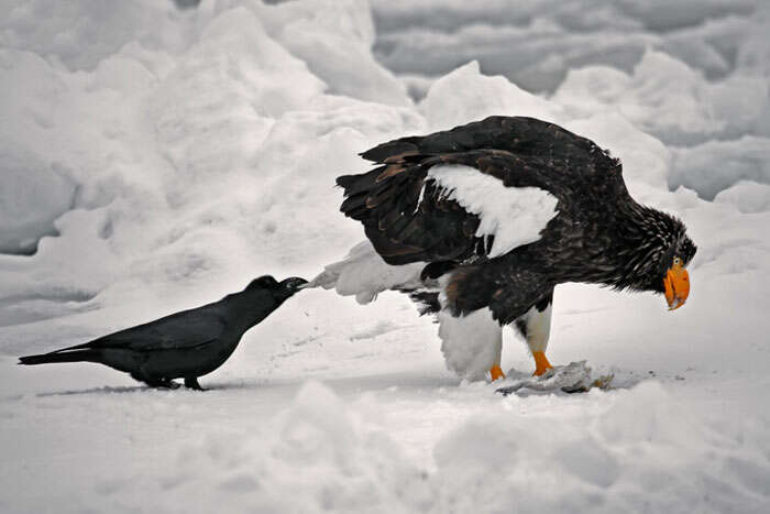 Aves que adoram puxar a cauda de outros bichinhos