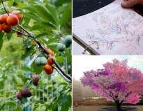 Conheça a árvore com mais de 40 frutos