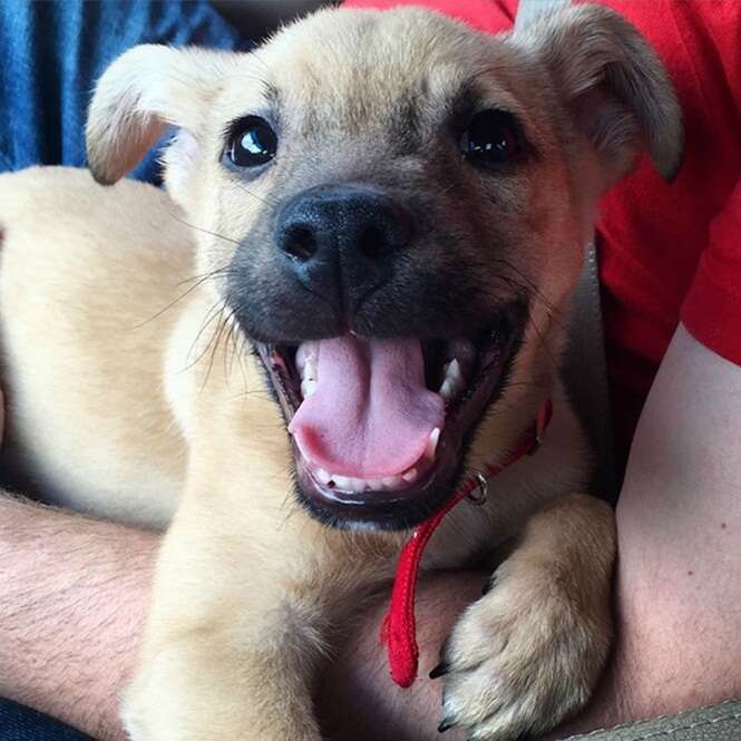 Animais felizes que não conseguem parar de sorrir