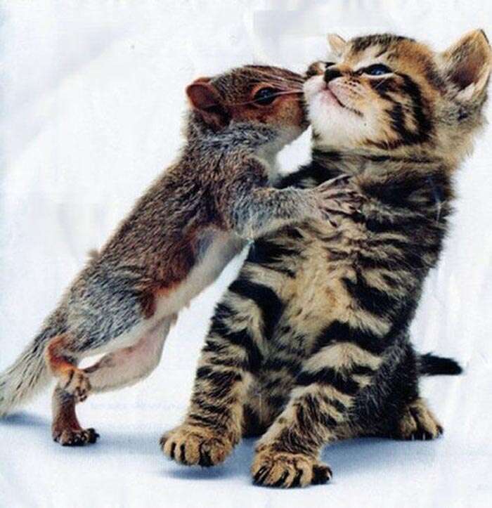 Amizade entre espécies