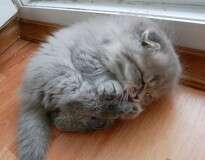 22 gatinhos sonolentos que só querem dormir mais um pouquinho