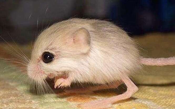 Menor rato do mundo é encontrado na China