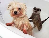 15 fotos de animais no banho que vão deixar seu dia melhor