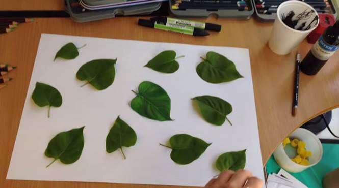 Desenho de folha de planta