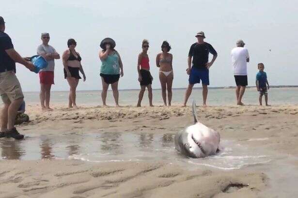 Banhistas devolvem enorme tubarão branco ao mar após animal ficar encalhado quando tentava capturar gaivotas