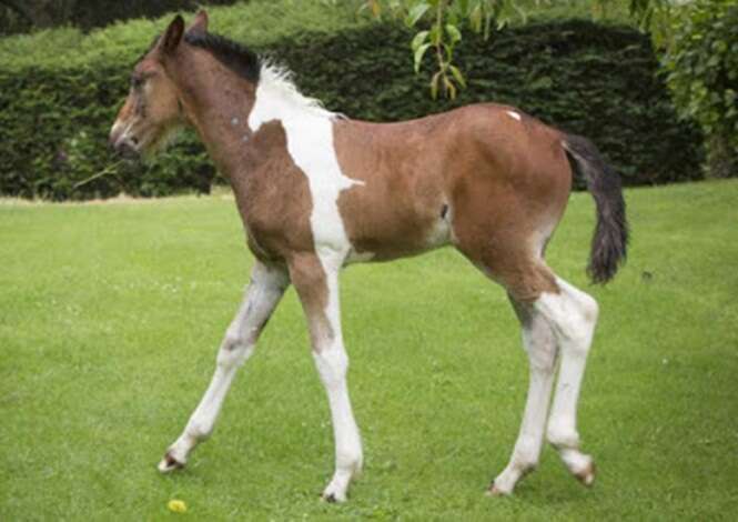 Cavalo nasce com “mancha de cavalo” e surpreende sua dona