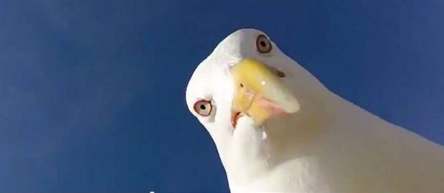 Gaivota registra imagens impressionantes durante voo após roubar câmera de turista na Espanha