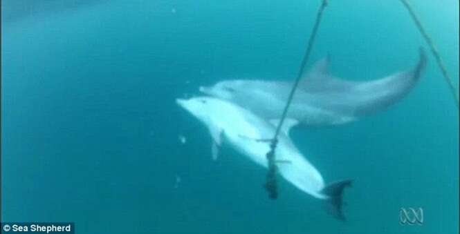 Mãe de golfinho tenta desesperadamente resgatá-lo após animal ficar preso em equipamento de pesca