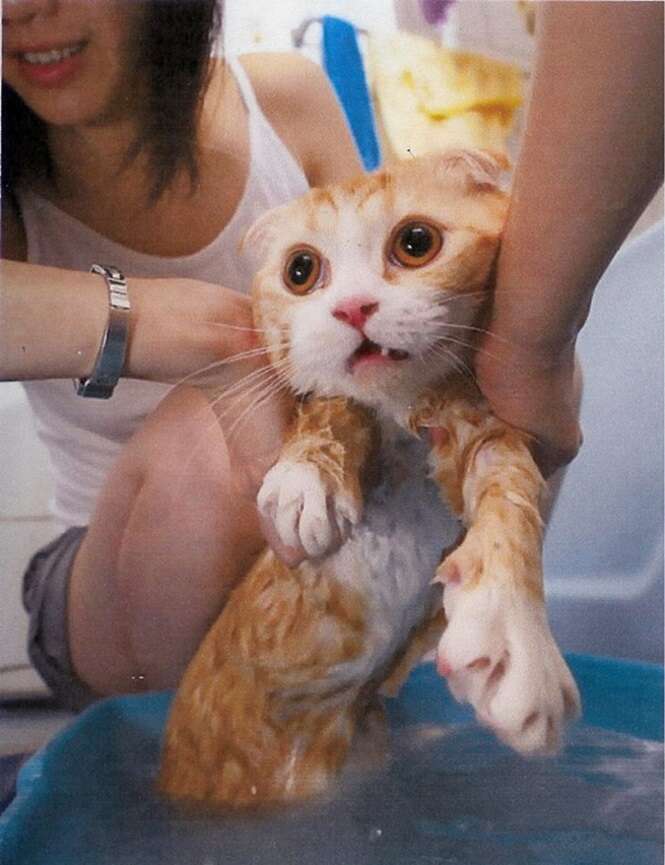 Imagens fofas de gatos molhados