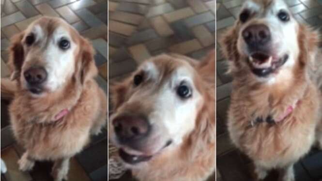 Veja a reação incrível de cão ao descobrir que estava livre de tumor