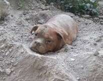 Cão é enterrado vivo, amarrado a saco de pedras para evitar escapar do calvário, e imagem choca internautas