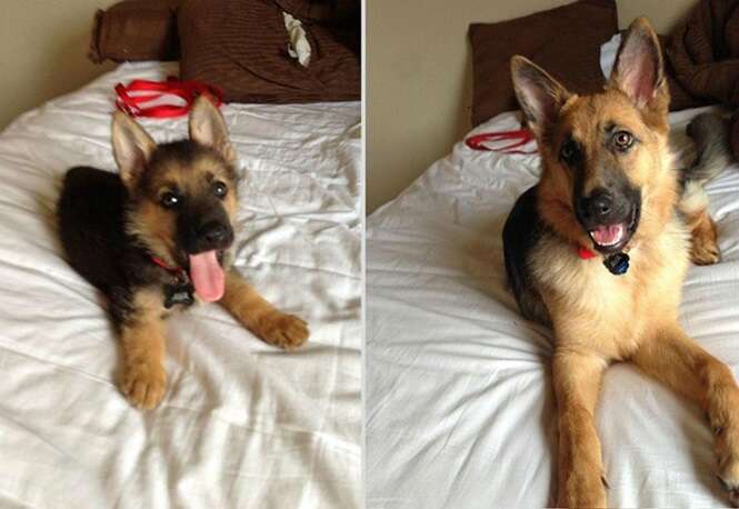 Fotos de animais antes e depois de crescerem