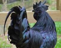 Empresa fatura como nunca vendendo galinha que possui todo o corpo, inclusive a parte interna, na cor preta