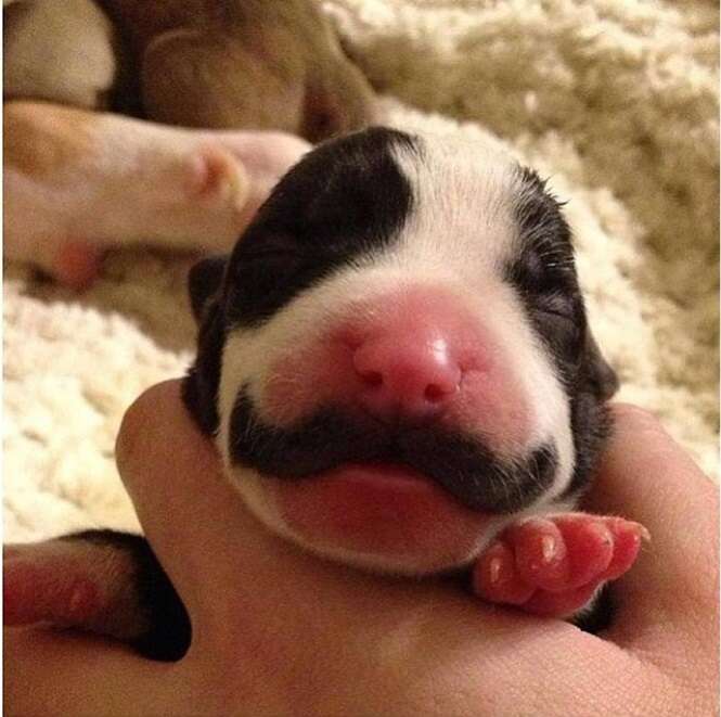 Cães e gatos que nasceram com bigodes e sobrancelhas curiosas