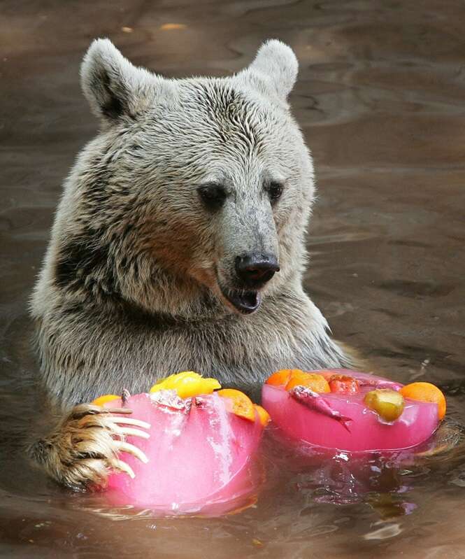 Animais se refrescando no verão com seus “picolés”