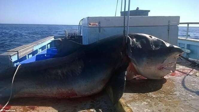 Monstruoso tubarão-tigre é capturado por pescador na Austrália